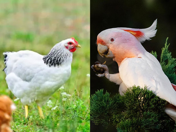 پرورش پرندگان زینتی سود ده است یا بومی؟